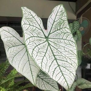 Meet your Posher, Dennis